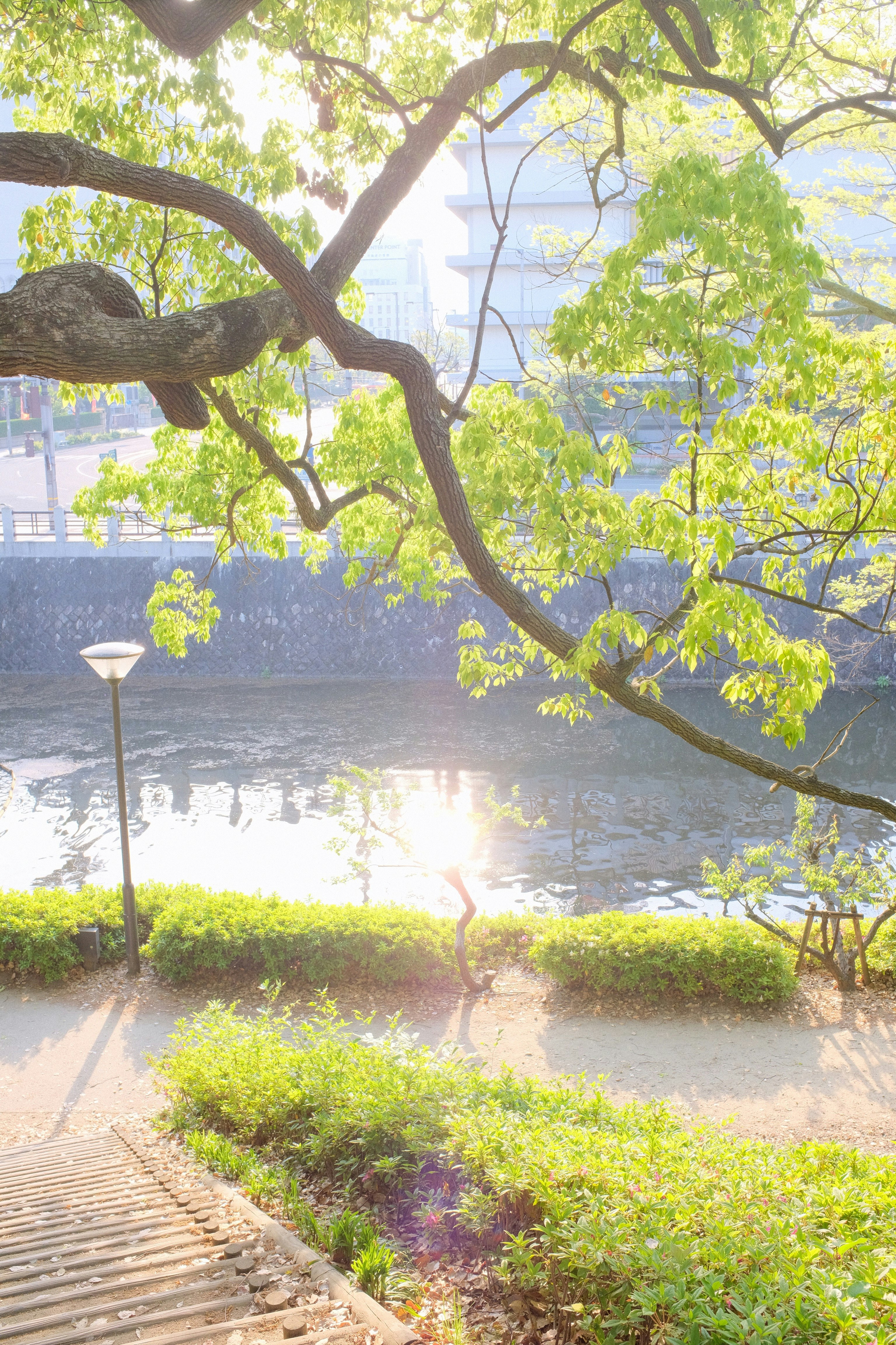 green tree near body of water during daytime